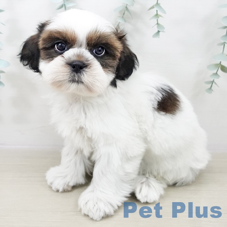 福島県のシーズー (ペットプラス イオンタウン郡山店/2025年10月2日生まれ/男の子/ゴールドホワイト)の子犬の1枚目の画像