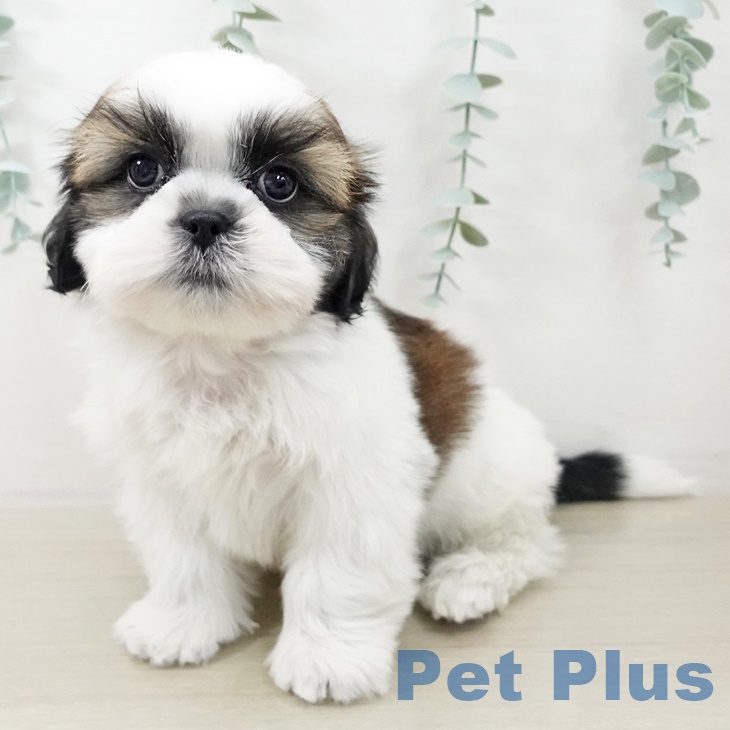 東京都のシーズー (ペッツワン 青梅インター店/2025年10月2日生まれ/男の子/ゴールドホワイト)の子犬