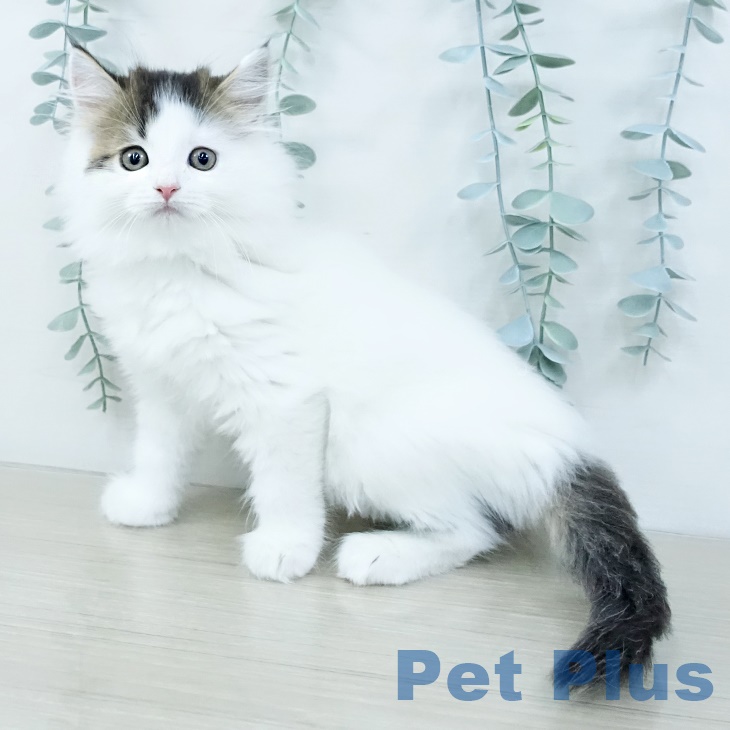 岩手県のサイベリアン (ペットプラス 盛岡南店/2025年10月2日生まれ/男の子/ブラウンタビーホワイトバン)の子猫の1枚目の画像