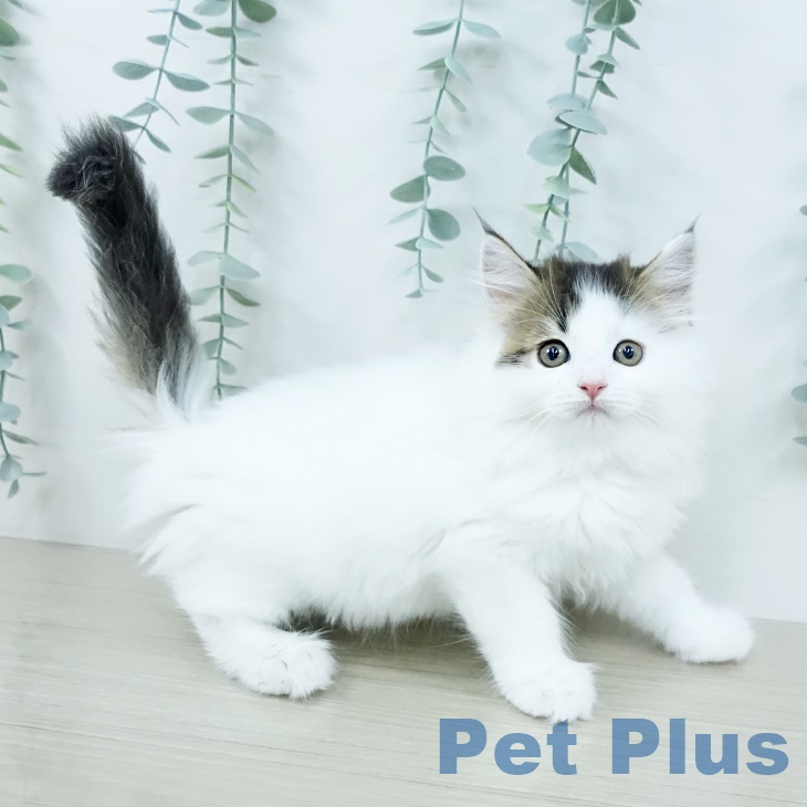 岩手県のサイベリアン (ペットプラス 盛岡南店/2025年10月2日生まれ/男の子/ブラウンタビーホワイトバン)の子猫の2枚目の画像