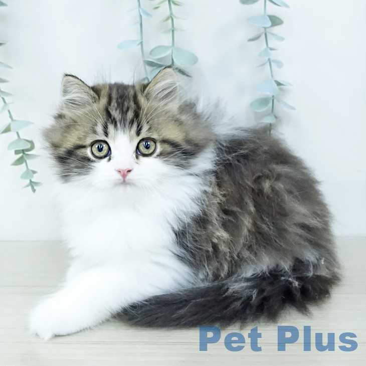 サイベリアンの写真2