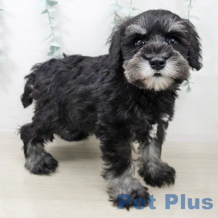 ミニチュア・シュナウザー