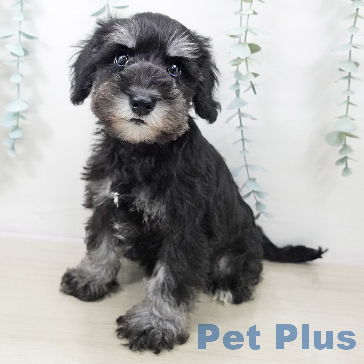 埼玉県のミニチュアシュナウザー (ペッツワン 新座店/2025年9月29日生まれ/女の子/ブラックシルバー)の子犬