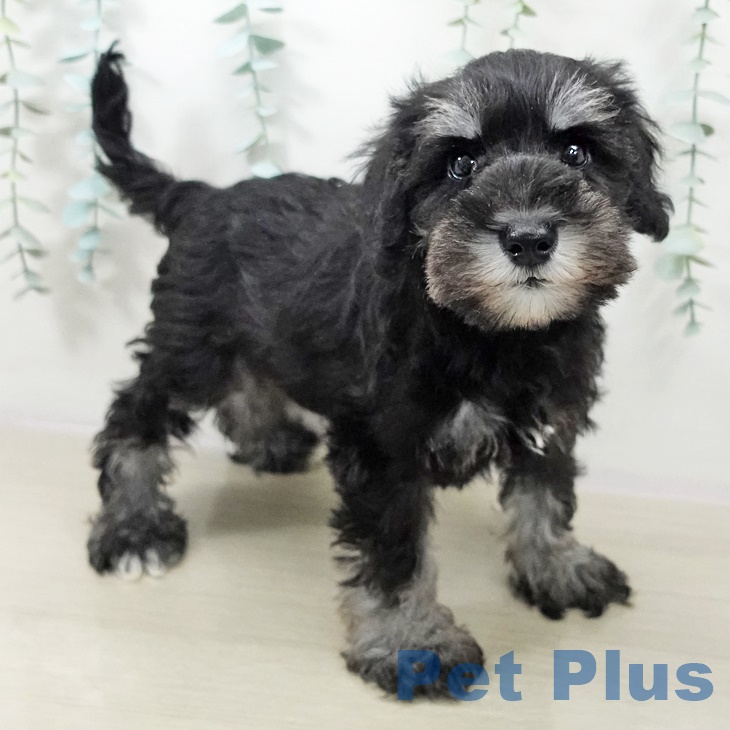 ミニチュア・シュナウザー