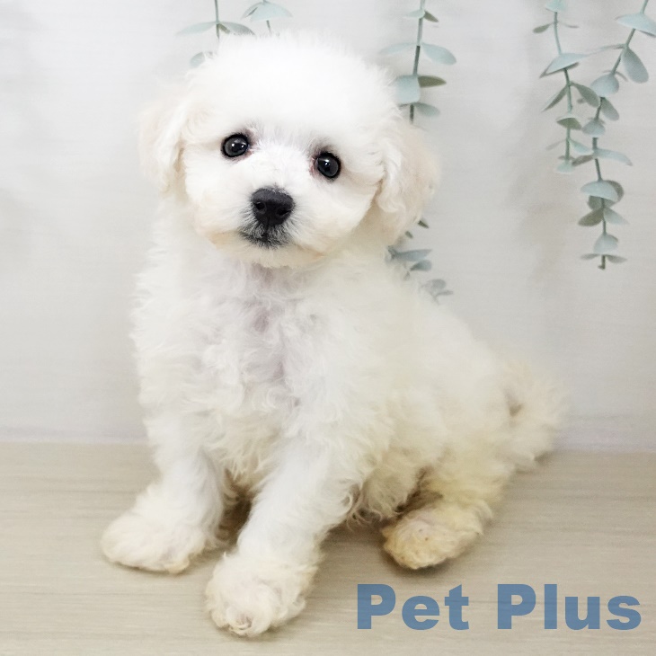 群馬県のビションフリーゼ (ペットプラス イオンモール太田店/2025年9月25日生まれ/男の子/ホワイト)の子犬