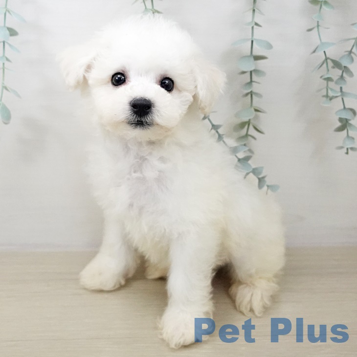 神奈川県のビションフリーゼ (ペットプラス テラスモール湘南店/2025年9月25日生まれ/男の子/ホワイト)の子犬の1枚目の画像