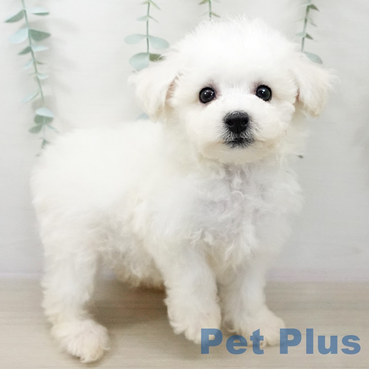 神奈川県のビションフリーゼ (ペットプラス テラスモール湘南店/2025年9月25日生まれ/男の子/ホワイト)の子犬の2枚目の画像