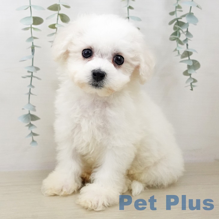 ビション・フリーゼ