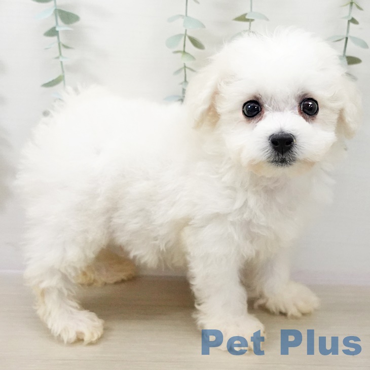 ビション・フリーゼ