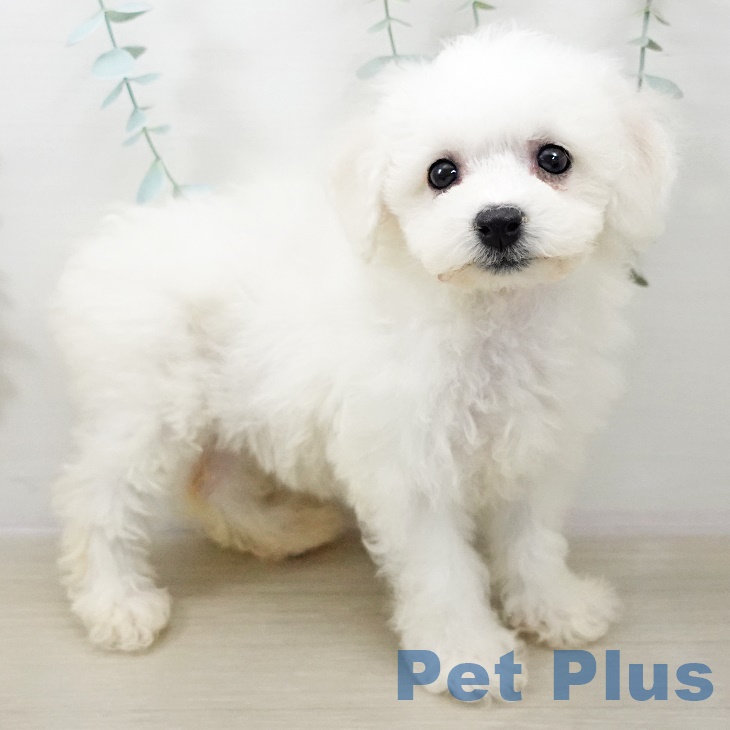 ビション・フリーゼ