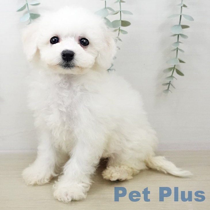 ビション・フリーゼ