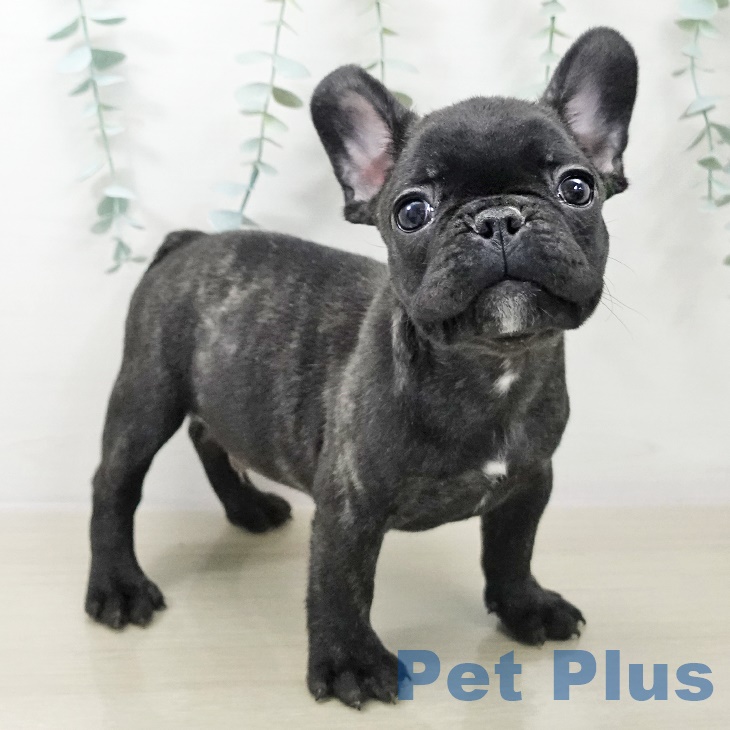 茨城県のフレンチブルドッグ (ペッツワン つくば店/2025年9月28日生まれ/男の子/ブリンドル)の子犬の1枚目の画像