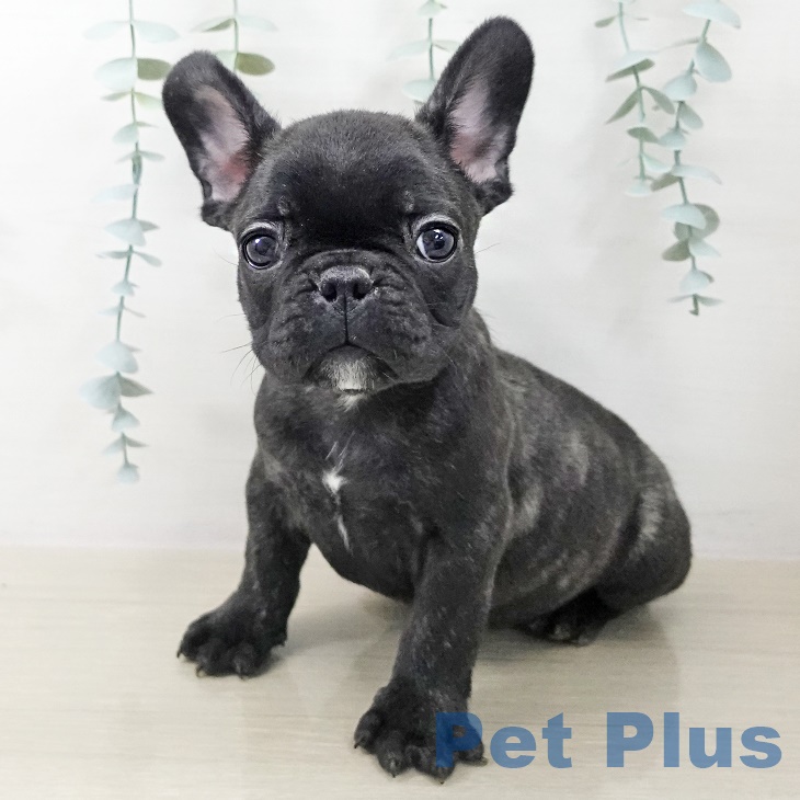 茨城県のフレンチブルドッグ (ペッツワン つくば店/2025年9月28日生まれ/男の子/ブリンドル)の子犬の2枚目の画像