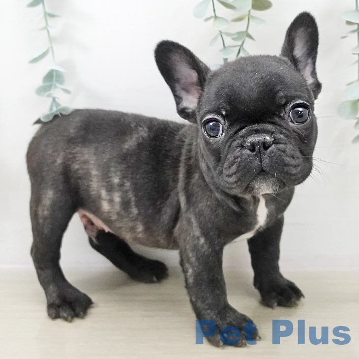 フレンチ・ブルドッグ