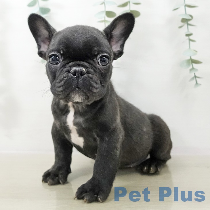 フレンチ・ブルドッグ