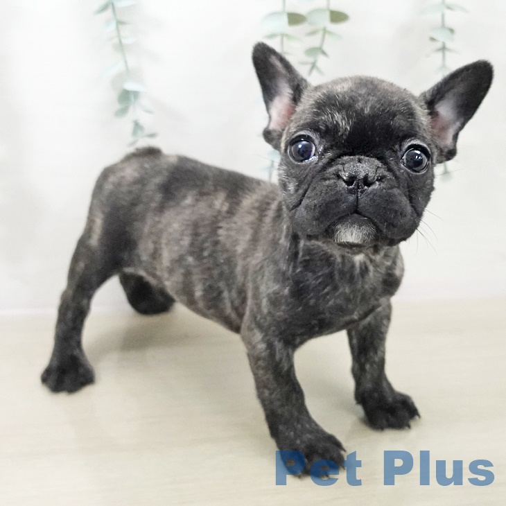 神奈川県のフレンチブルドッグ (ペットプラス ゆめが丘ソラトス店/2025年9月28日生まれ/女の子/ブリンドル)の子犬の1枚目の画像