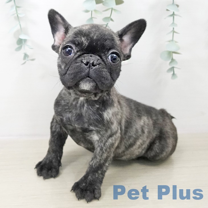 神奈川県のフレンチブルドッグ (ペットプラス ゆめが丘ソラトス店/2025年9月28日生まれ/女の子/ブリンドル)の子犬の2枚目の画像