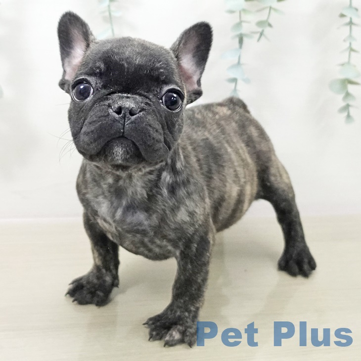 千葉県のフレンチブルドッグ (ペットプラス 八千代緑が丘店/2025年9月28日生まれ/女の子/ブリンドル)の子犬の1枚目の画像