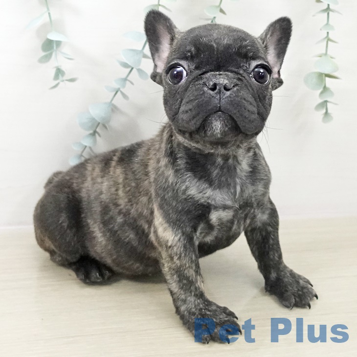 千葉県のフレンチブルドッグ (ペットプラス 八千代緑が丘店/2025年9月28日生まれ/女の子/ブリンドル)の子犬の2枚目の画像