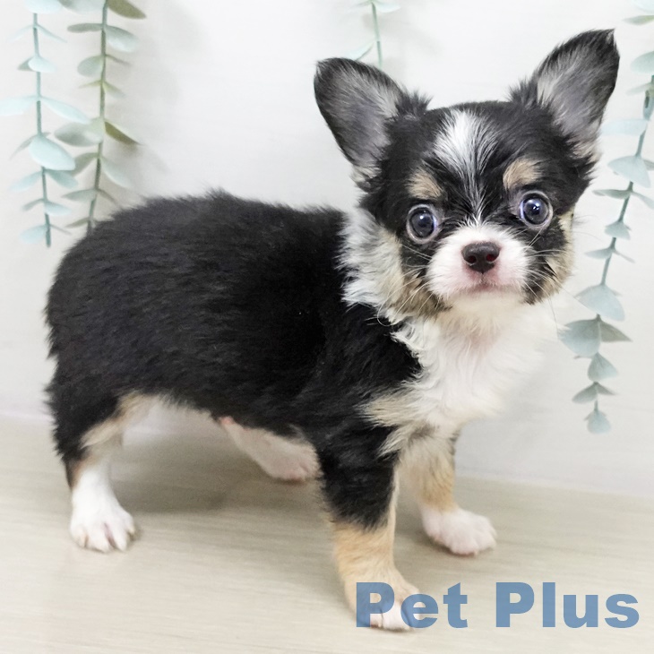千葉県のチワワ(ロング) (ペットプラス 成田店/2025年9月25日生まれ/男の子/ブラックタンホワイト)の子犬の1枚目の画像