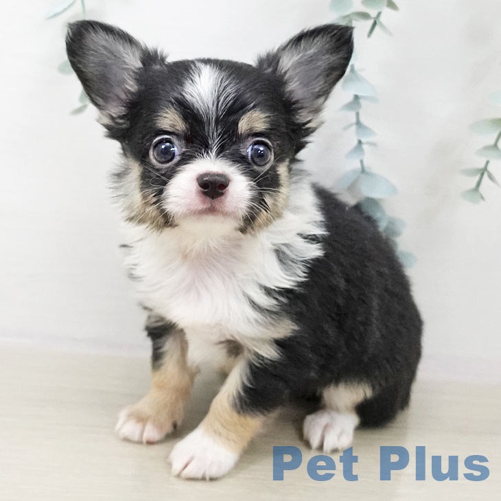 千葉県のチワワ(ロング) (ペットプラス 成田店/2025年9月25日生まれ/男の子/ブラックタンホワイト)の子犬の2枚目の画像