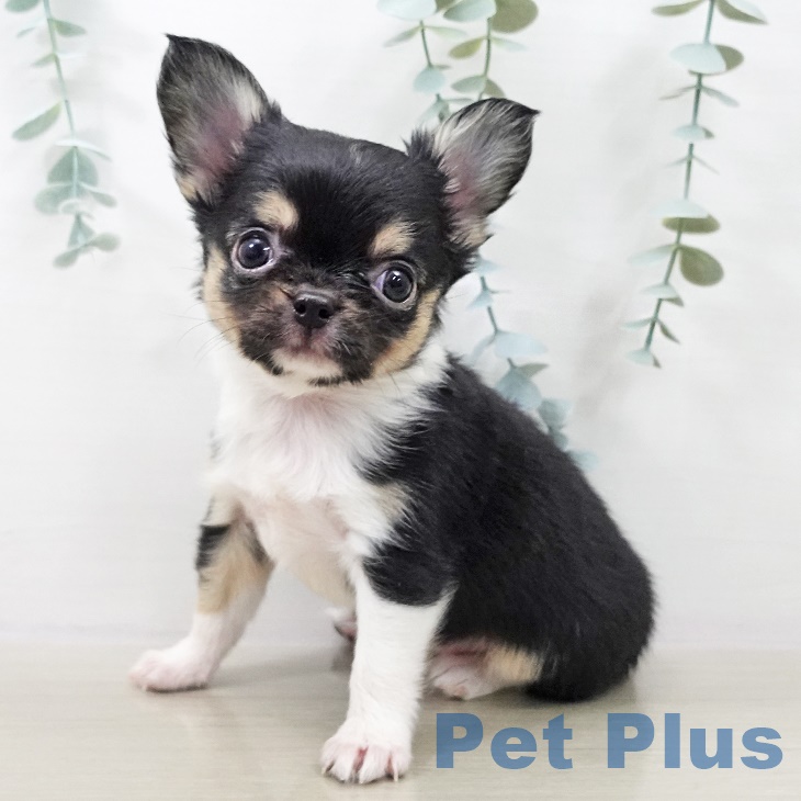 千葉県のチワワ(ロング) (ペットプラス 船橋店/2025年9月25日生まれ/女の子/ブラックタンホワイト)の子犬の1枚目の画像