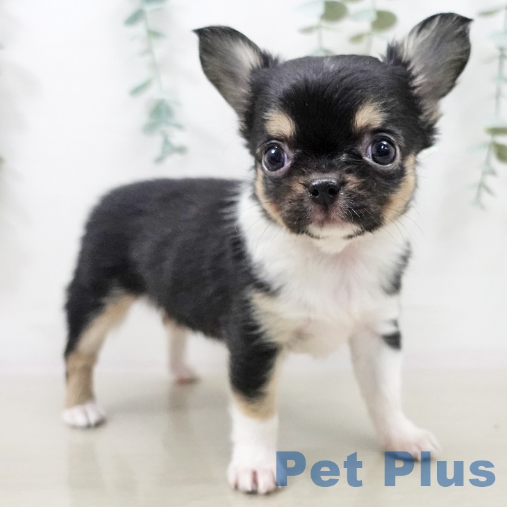 千葉県のチワワ(ロング) (ペットプラス 船橋店/2025年9月25日生まれ/女の子/ブラックタンホワイト)の子犬の2枚目の画像