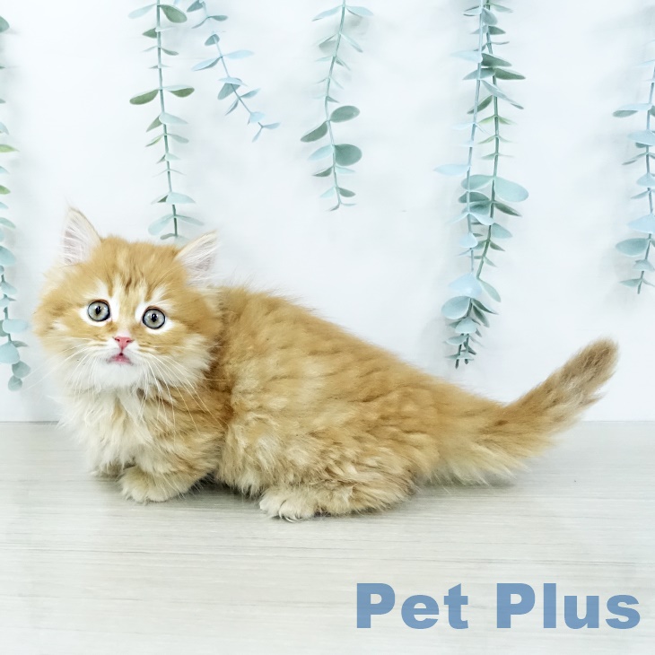 ミヌエットの写真2