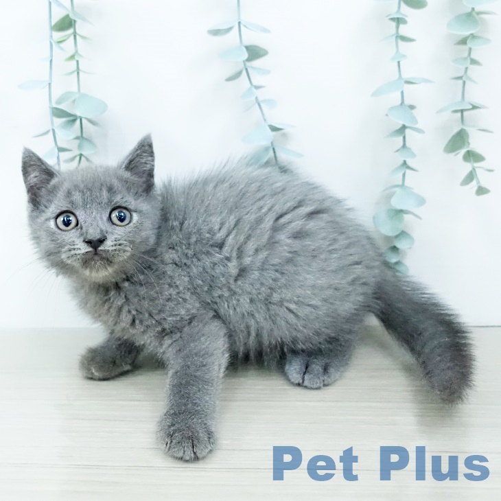 ブリティッシュショートヘア