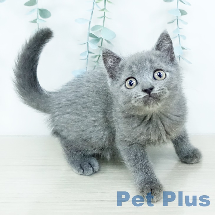 ブリティッシュショートヘアの写真2