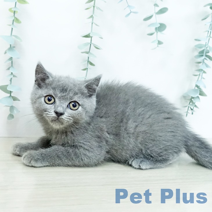 ブリティッシュショートヘア