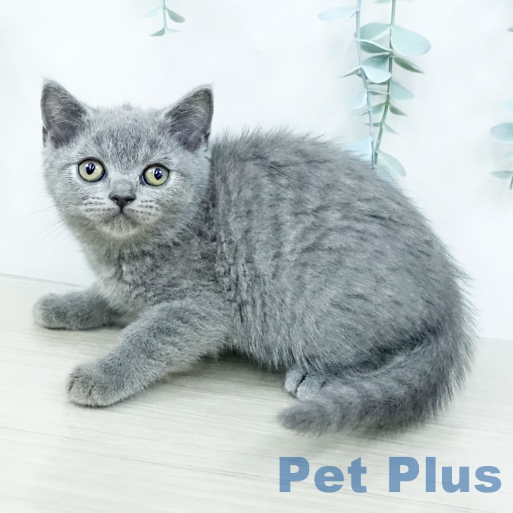 ブリティッシュショートヘア