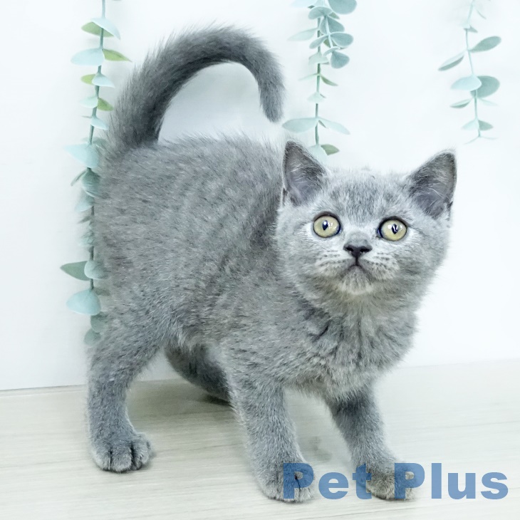 ブリティッシュショートヘア