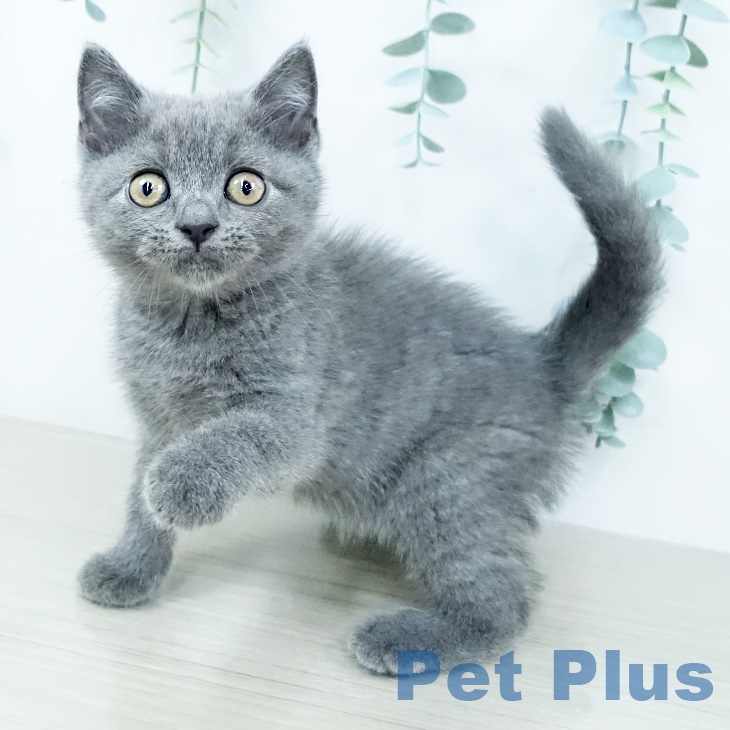 ブリティッシュショートヘア