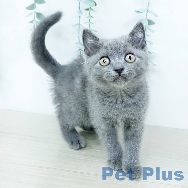 ブリティッシュショートヘアの写真2