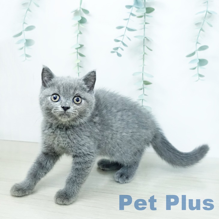 ブリティッシュショートヘア