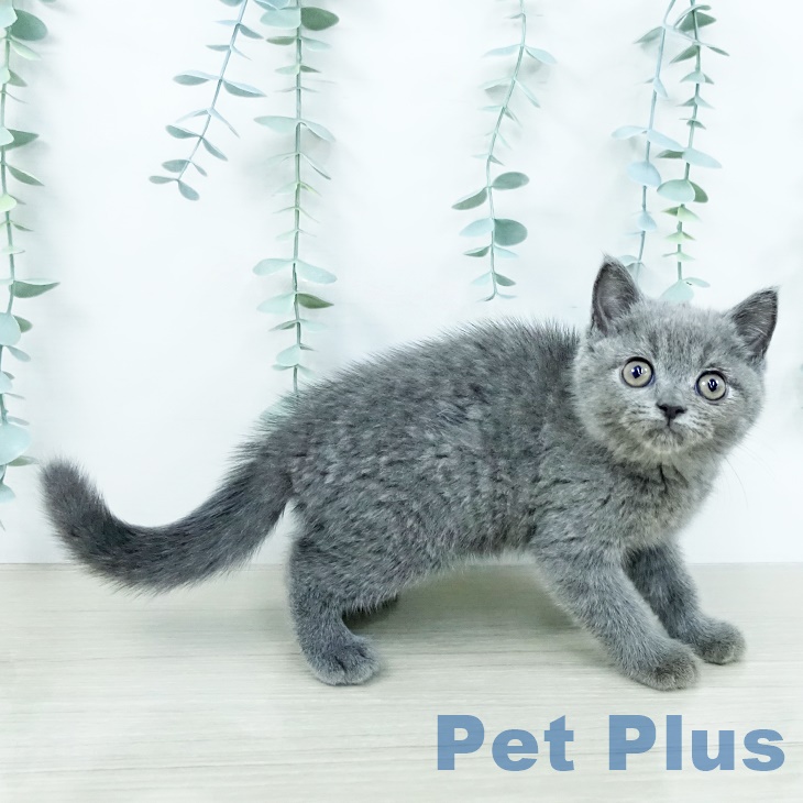 ブリティッシュショートヘア