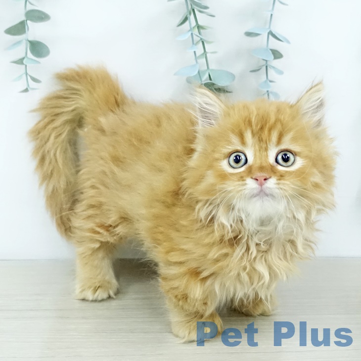 埼玉県のミヌエット (ペットプラス 川口店/2025年10月2日生まれ/男の子/レッドタビー)の子猫の1枚目の画像