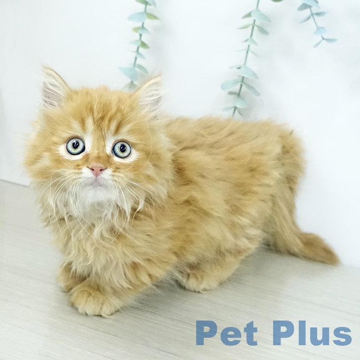 埼玉県のミヌエット (ペットプラス 川口店/2025年10月2日生まれ/男の子/レッドタビー)の子猫の2枚目の画像