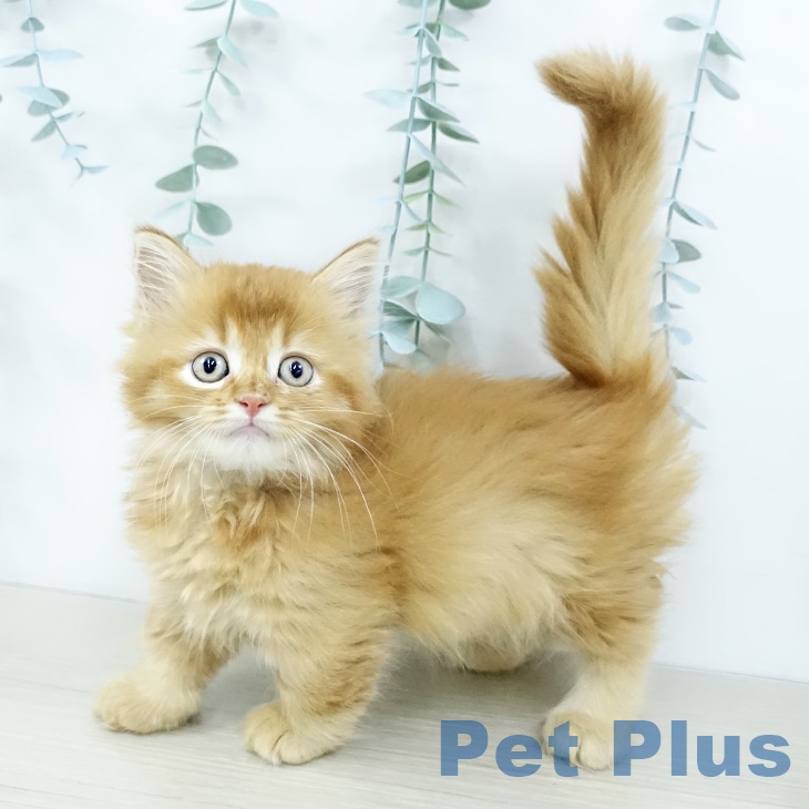 茨城県のミヌエット (ペットプラス つくば店/2025年10月2日生まれ/女の子/レッドタビー)の子猫の1枚目の画像