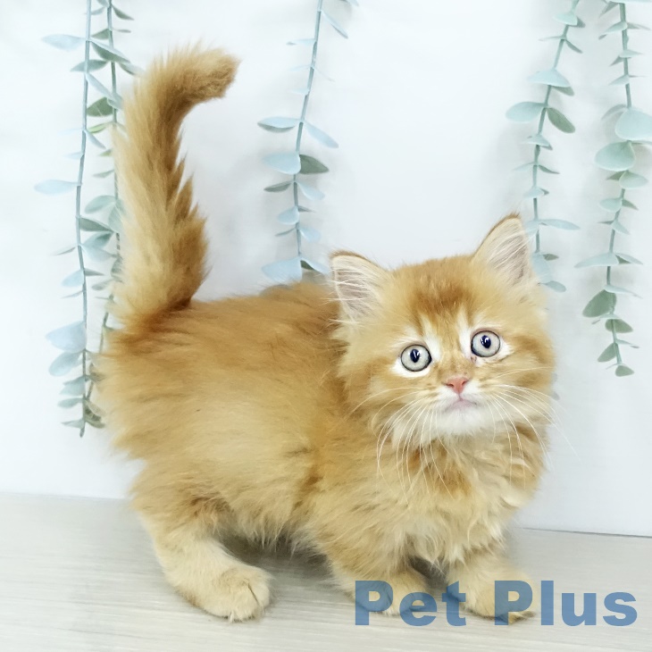 茨城県のミヌエット (ペットプラス つくば店/2025年10月2日生まれ/女の子/レッドタビー)の子猫の2枚目の画像