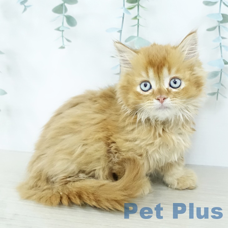 ミヌエットの写真2