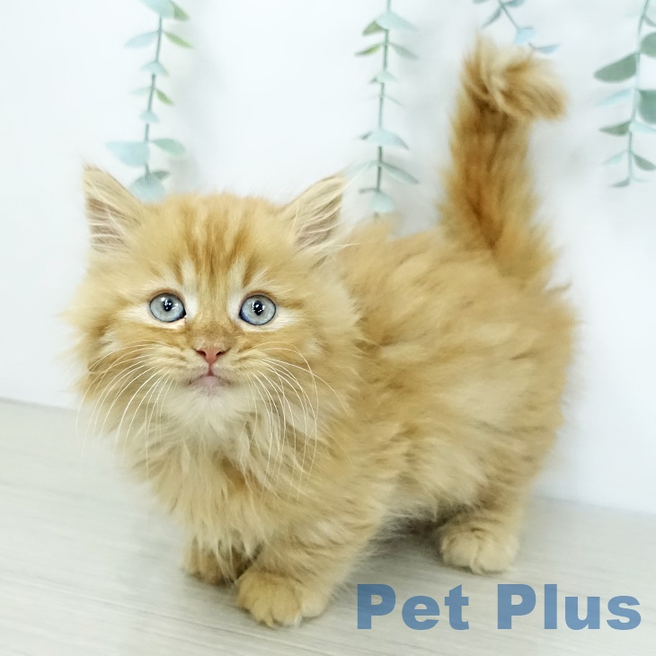 神奈川県のミヌエット (ペットプラス テラスモール湘南店/2025年10月2日生まれ/女の子/レッドタビー)の子猫の1枚目の画像