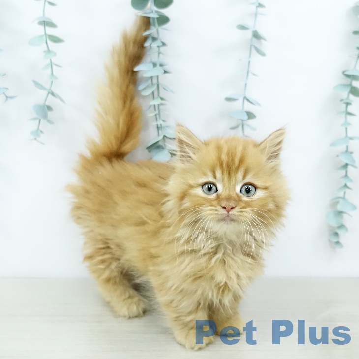 神奈川県のミヌエット (ペットプラス テラスモール湘南店/2025年10月2日生まれ/女の子/レッドタビー)の子猫の2枚目の画像