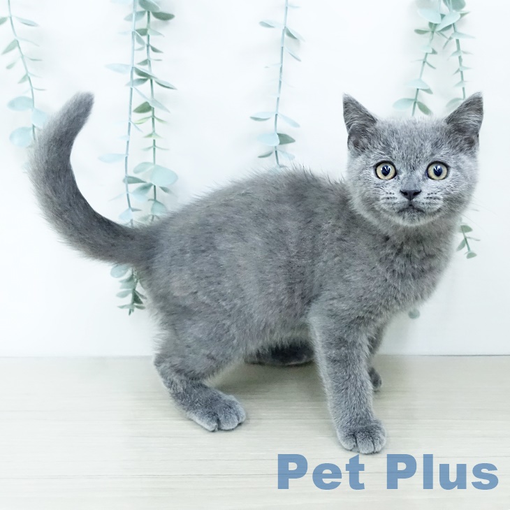 ブリティッシュショートヘアの写真2