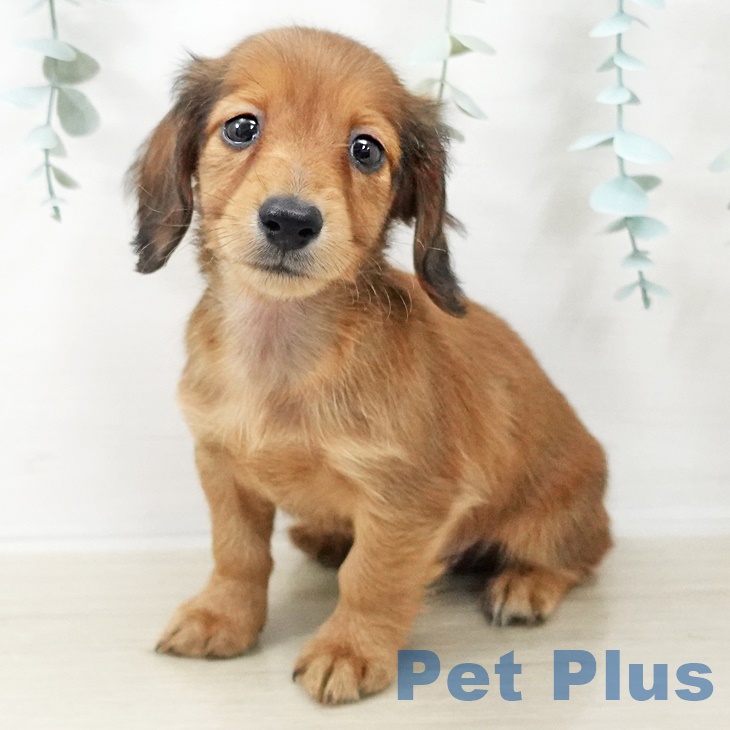 ミニチュア・ダックスフンド