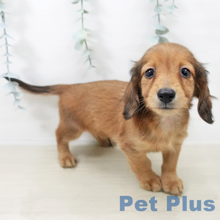 ミニチュア・ダックスフンド