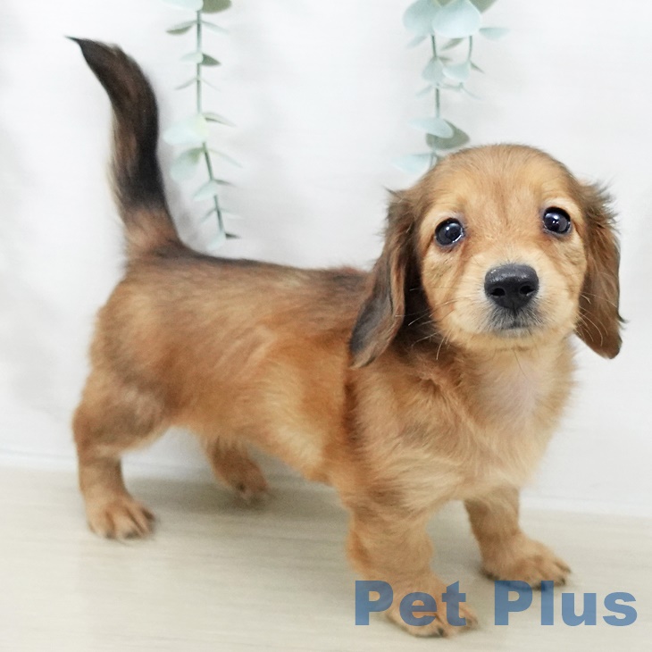 ミニチュア・ダックスフンド