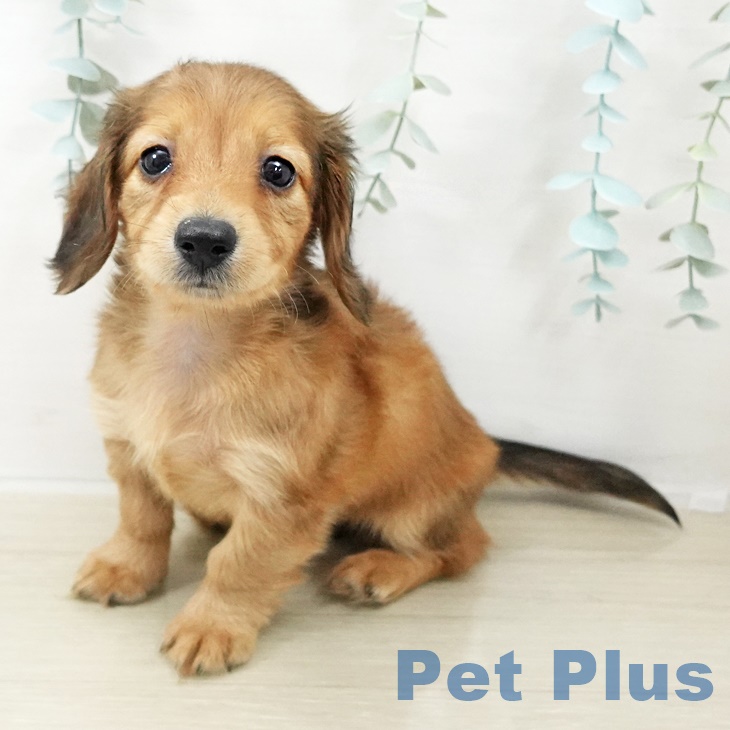 ミニチュア・ダックスフンドの写真2