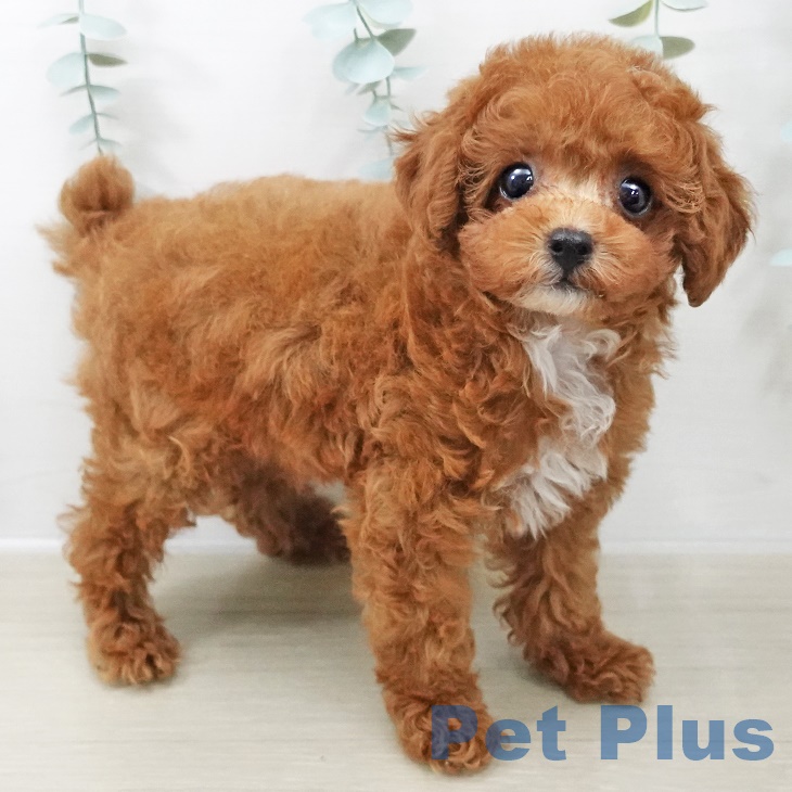 群馬県のトイプードル(トイ) (ペットプラス イオンモール太田店/2025年9月20日生まれ/男の子/レッド)の子犬の1枚目の画像